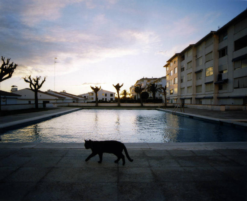 无人,体育馆,游泳池,运动场,横图,室外,白天,建筑,宠物,猫,西班牙,巴塞罗那,体育场,动物,家畜,摄影,猫科动物,伊比利亚半岛,运动馆,步行,锡切斯,巴塞罗那省