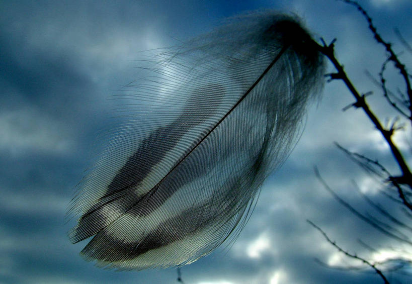 无人,横图,室外,特写,白天,仰视,神秘,美景,英国,吊挂,悬挂,景观,云,枝,挂,树,天空,自然,景色,摄影,环境,脆弱,自然风光,北欧,柔和,式样,米德尔塞克斯,低角度拍摄