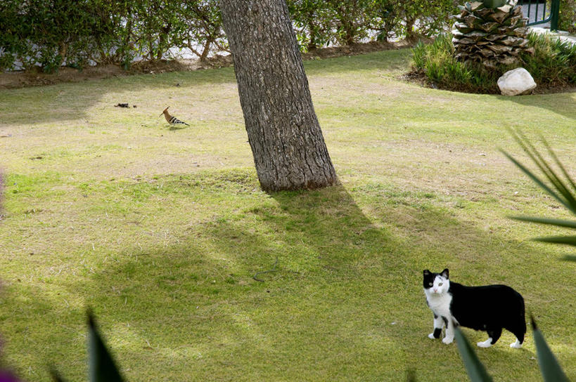 无人,横图,室外,白天,宠物,猫,野生动物,西班牙,阴影,鸟类,草,树干,动物,两只,家畜,摄影,猫科动物,伊比利亚半岛,锡切斯,巴塞罗那省