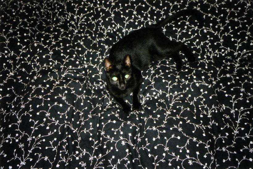 无人,横图,俯视,室内,宠物,猫,西班牙,床单,床上用品,黑色,动物,家畜,摄影,猫科动物,伊比利亚半岛,式样,高角度拍摄,锡切斯,巴塞罗那省