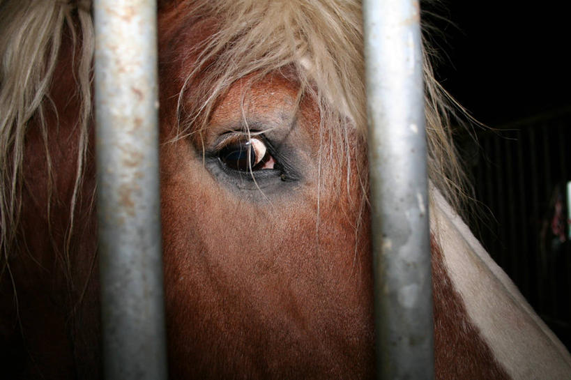 无人,横图,室内,特写,马,荷兰,金属,动物,家畜,摄影,泽兰省,法兰德斯