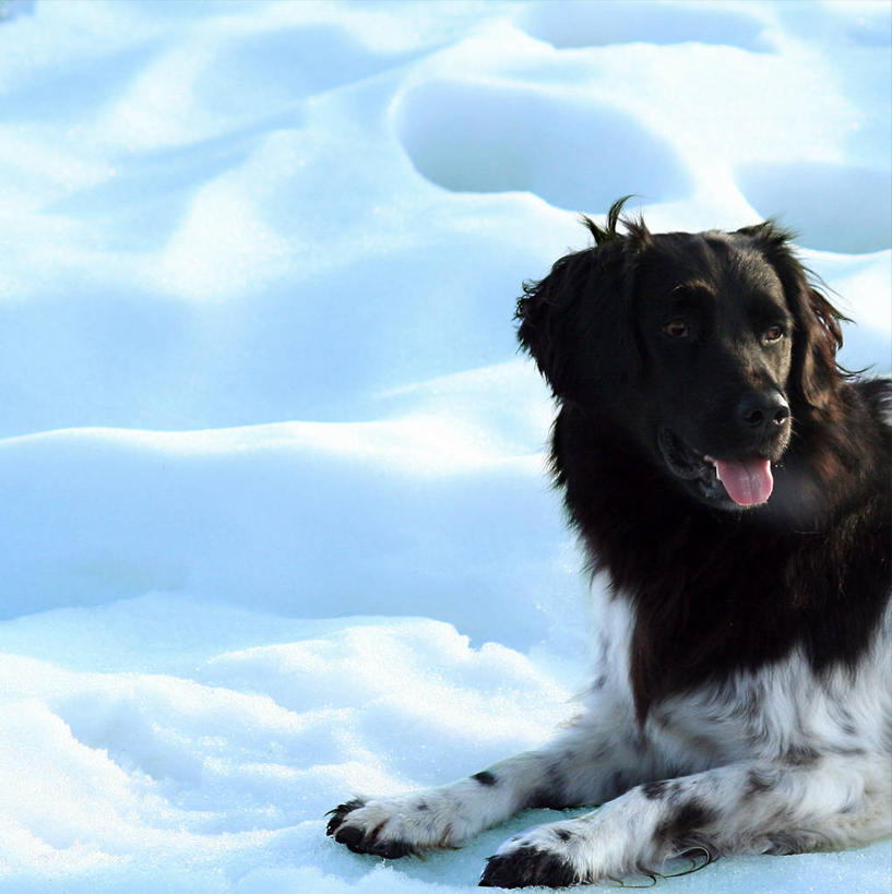 无人,坐,竖图,室外,白天,雪,宠物,狗,荷兰,冬天,动物,看,家畜,放松,寒冷,摄影