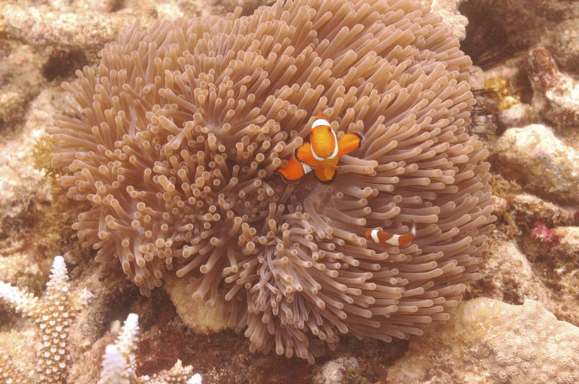 无人,横图,俯视,室外,特写,白天,水下,海洋,美景,水,海葵,野生动物,泰国,景观,自然,动物,两只,景色,摄影,雀鲷,动作,自然风光,海葵鱼,刺胞动物,印度支那,攀牙府,暗礁,高角度拍摄