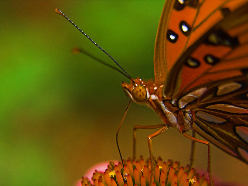 无人,横图,室外,特写,白天,野生动物,蝴蝶,美国,昆虫,鱼尾菊,花,自然,动物,摄影,环境,脆弱
