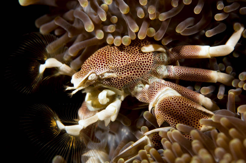 无人,横图,俯视,水下,野生动物,泰国,螃蟹,珊瑚,自然,动物,摄影,环境,印度洋,刺胞动物,安达曼海,印度支那,暗礁,高角度拍摄,斯米兰群岛,共生关系