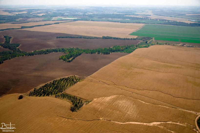 无人,横图,俯视,室外,白天,农业,山,以色列,田地,葡萄园,草,自然,藤蔓,摄影,生长,宁静,环境,中东,藤蔓植物,内盖夫,高角度拍摄