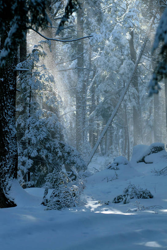 无人,竖图,室外,白天,美景,森林,雪,日光,美国,圣诞节,覆盖,景观,冬天,天气,树,树干,自然,景色,寒冷,摄影,环境,自然风光,常绿树,月
