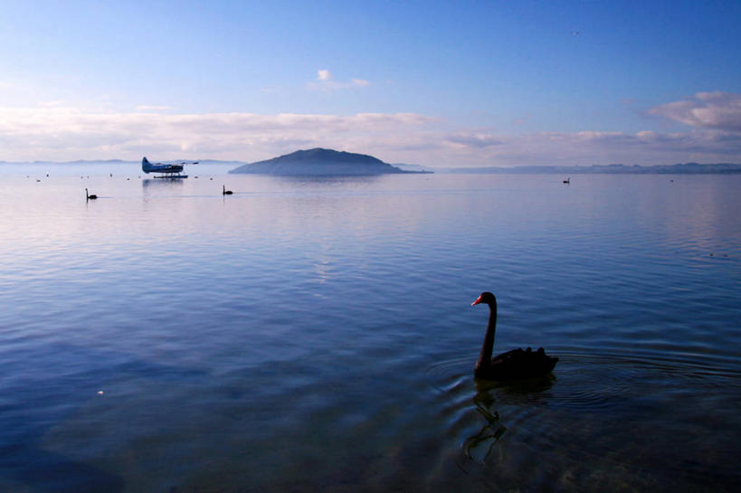 游泳,无人,横图,室外,白天,湖,山,野生动物,天鹅,新西兰,四只,云,天空,自然,摄影,环境,澳大拉西亚,丰盛湾,罗托鲁阿,罗托鲁瓦湖