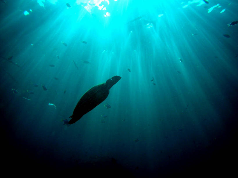 无人,横图,室外,白天,仰视,水下,野生动物,日光,泰国,亚洲,一群,许多,很多,鱼类,摄影,东南亚,玳瑁,泰王国,披披岛,印度支那,甲米,甲米府,海龟,低角度拍摄