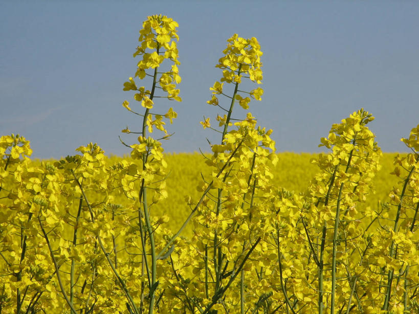 无人,横图,室外,白天,旅游,度假,农业,农作物,美景,奥地利,景观,娱乐,黄色,天空,自然,油菜花,享受,休闲,景色,放松,摄影,生长,环境,自然风光,中欧,万里无云,林兹,上奥地利州