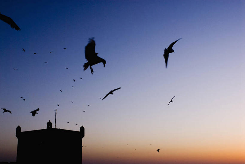 无人,横图,室外,美景,建筑,海鸥,野生动物,日光,摩洛哥,一群,许多,鸟类,景观,很多,飞,天空,自然,黄昏,景色,摄影,要塞,自然风光,剪影,北非,索维拉城,海港