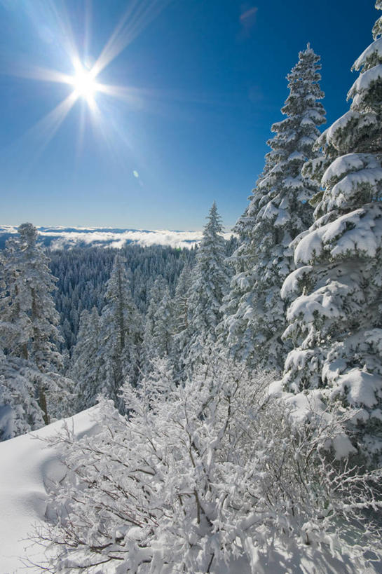无人,竖图,室外,白天,镜头眩光,美景,太阳,雪,雪山,美国,景观,冬天,树,风景,自然,景色,寒冷,摄影,宁静,自然风光,俄勒冈州,落叶松