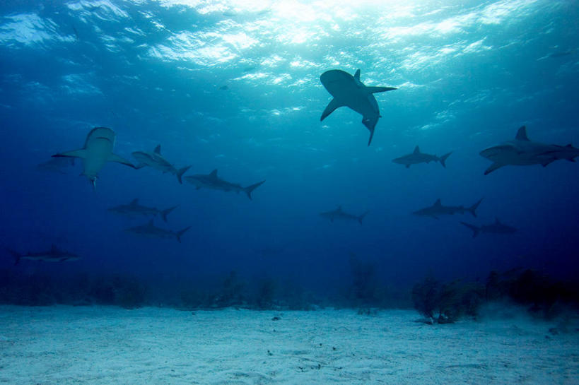 游泳,无人,横图,室外,白天,仰视,水下,鲨鱼,野生动物,加勒比海,一群,许多,鱼,很多,鱼类,海洋生物,大西洋,南美,摄影,南美洲,西印度群岛,拉丁美洲,水生动物,美洲,水生物,凶猛,海底动物,亚美利加洲,南亚美利加洲,新普罗维登斯岛,新普洛维顿斯岛,残暴,凶残,沙鱼,鲛鲨,低角度拍摄,巴哈马群岛,鲛