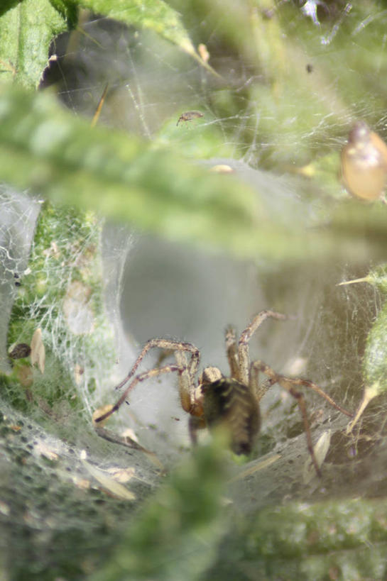 无人,竖图,室外,特写,白天,野生动物,英国,捕食,蜘蛛,蜘蛛网,草,动物,摄影,北欧
