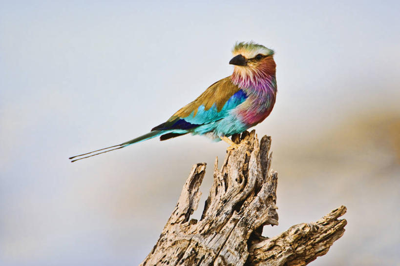 无人,站,横图,室外,特写,白天,树林,野生动物,肯尼亚,鸟类,树桩,摄影,栖息,东非,紫胸佛法僧鸟,马赛马拉国家保护区