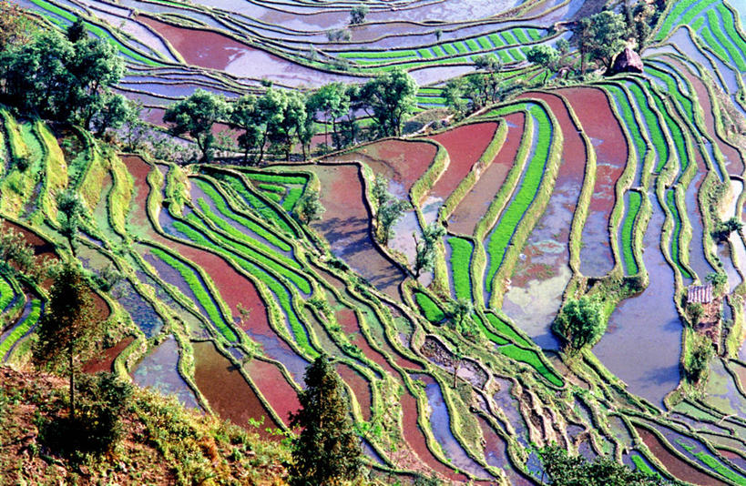 无人,横图,俯视,室外,白天,农业,反射,稻田,树,摄影,多样,元阳,云南省,死水,彩图,高角度拍摄,全画面,全框架,全帧,全画幅,传统文化