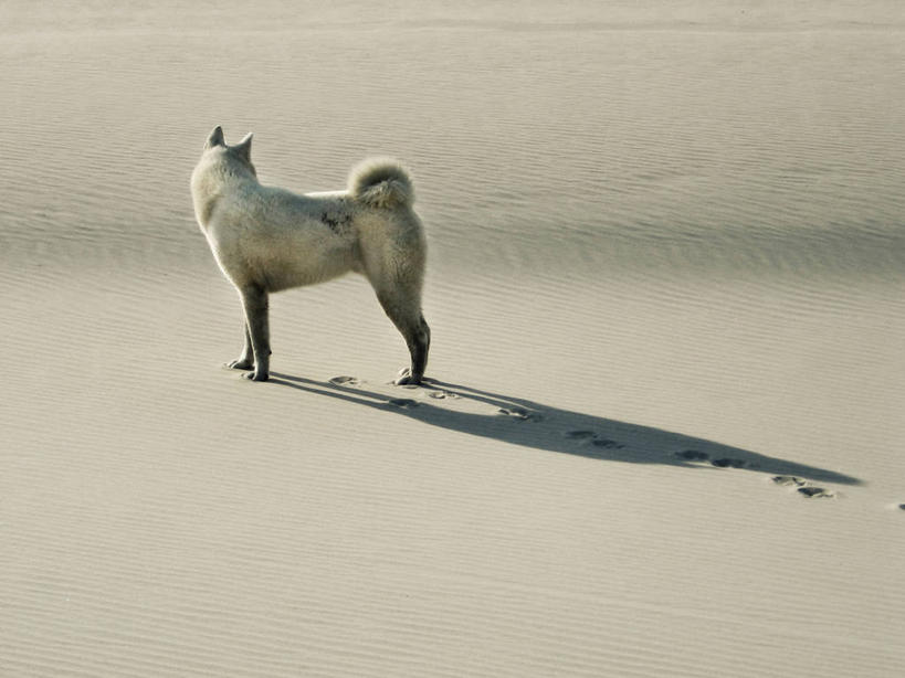 无人,站,横图,室外,白天,侧面,沙漠,宠物,狗,巴西,阴影,沙子,南美,摄影,圣卡塔琳娜,海滩,彩图