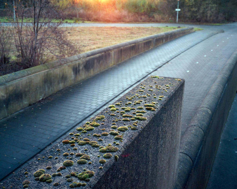 无人,横图,室外,白天,荷兰,人行道,围墙,混凝土,苔藓,首都,自然,摄影,生长,阿姆斯特丹