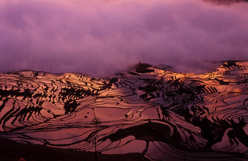 无人,横图,俯视,航拍,室外,日出,美景,形状,稻田,景观,云,粉色,紫色,风景,自然,景色,摄影,鸟瞰,自然风光,元阳,云南省,彩图,高角度拍摄,景观设计