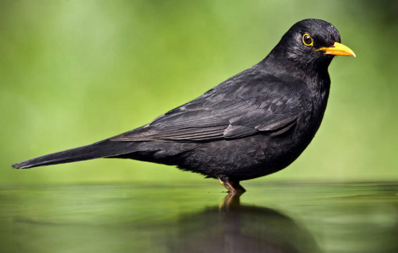 无人,站,横图,室外,白天,侧面,鸟,野生动物,鸟类,水面,摄影,匈牙利共和国,彩图