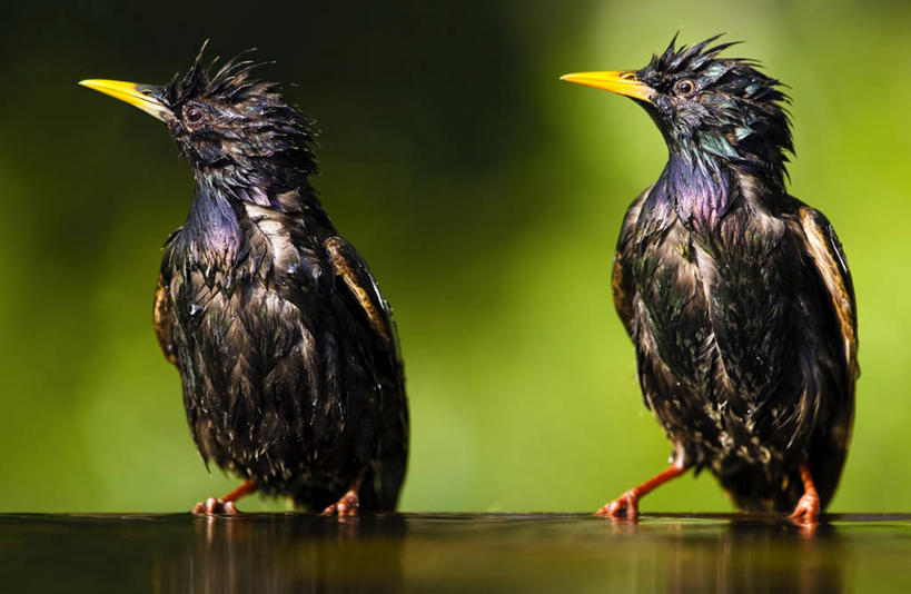 无人,站,横图,室外,白天,野生动物,湿,动物,两只,摄影,八哥,匈牙利共和国,彩图