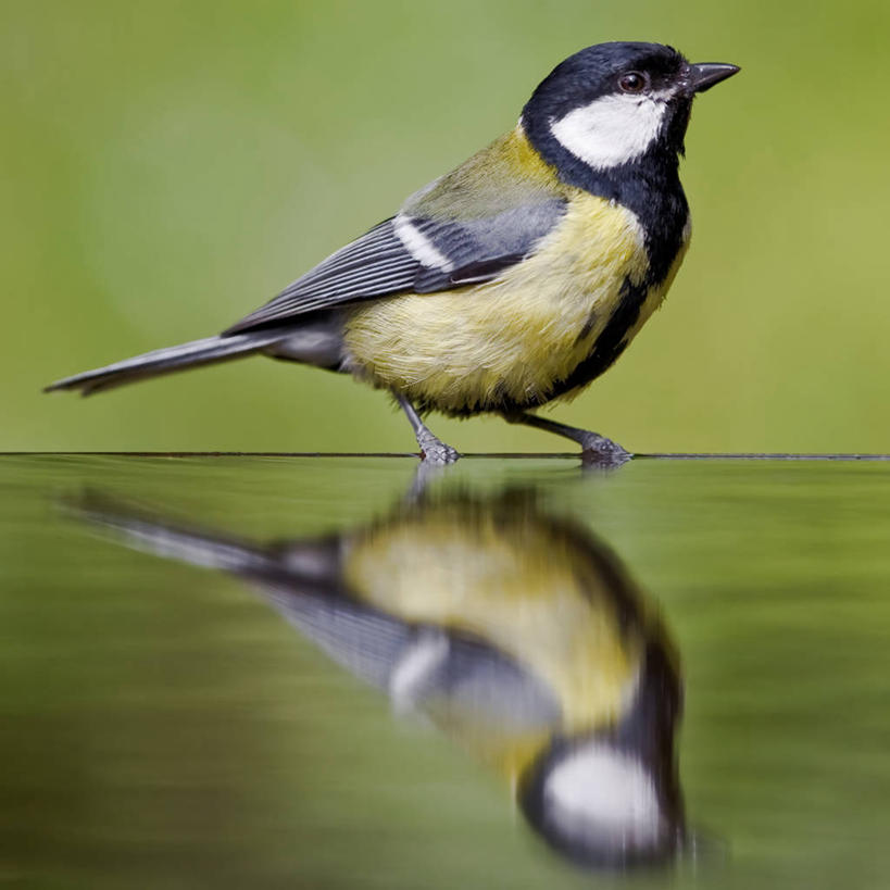 无人,站,方图,室外,白天,侧面,野生动物,反射,水面,摄影,匈牙利共和国,大山雀,彩图