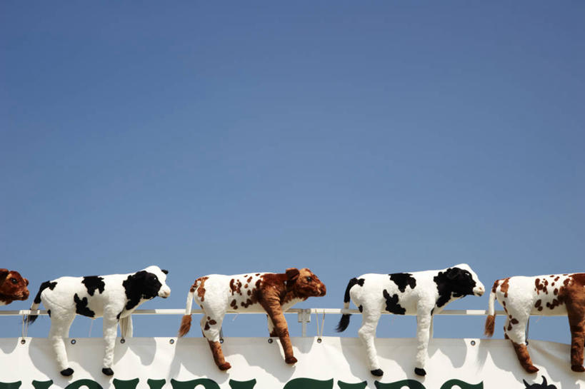 无人,横图,室外,白天,留白,侧面,重复,玩具,英国,五个,一排,许多,整齐,排列,摄影,顺序,队列,北欧,万里无云,诺福克,母牛,想法,彩图