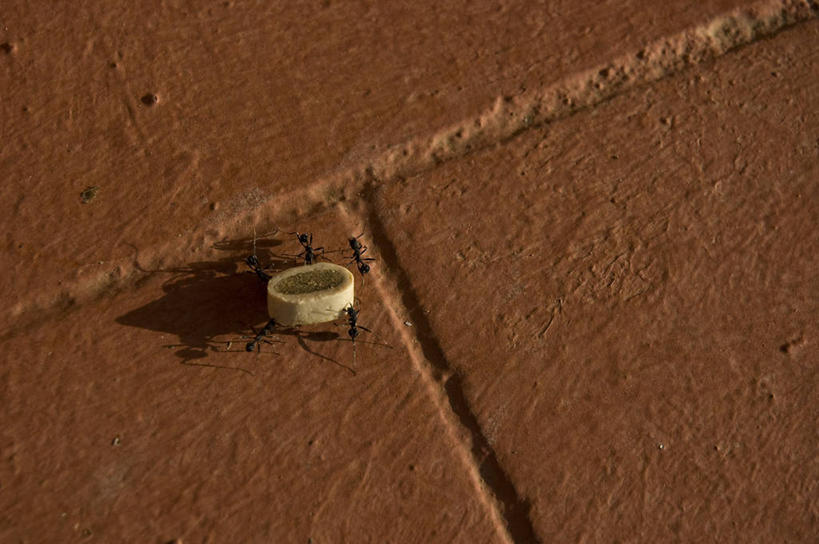 无人,吃,横图,俯视,室外,白天,团队,野生动物,葡萄牙,蚂蚁,一个,力量,摄影,五只,单个,运送,努力,伊比利亚半岛,猫食,彩图,高角度拍摄