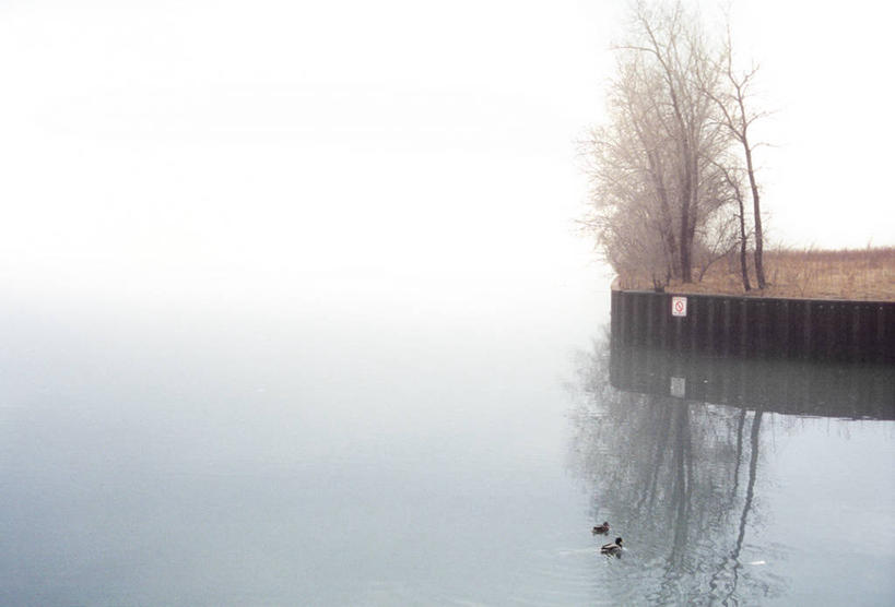 游泳,无人,横图,室外,白天,雾,美国,反射,鸭子,饮用水,天空,自然,动物,两只,摄影,宁静,北美,北美洲,美洲,伊利诺斯州,芝加哥市,北亚美利加洲,亚美利加洲,海军码头,彩图,美利坚合众国