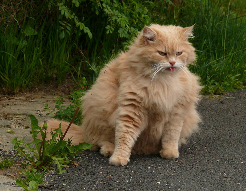 肥胖,无人,坐,横图,室外,白天,蒲公英,宠物,猫,意大利,伸舌头,家畜,摄影,厌恶,南欧,猫科动物,彩图