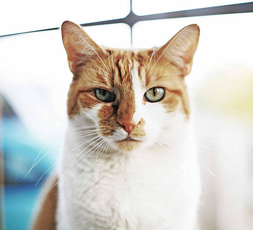 无人,方图,室外,特写,白天,正面,信心,宠物,猫,英国,欧洲,英格兰,动物,家畜,摄影,西欧,北欧,猫科动物,肖像,大不列颠,大不列颠及北爱尔兰联合王国,大不列颠及爱尔兰联合王国,英吉利,德文郡,埃克塞特,半身,彩图,行政区,西南英格兰,大不列颠王国,大英帝国,联合王国,日不落帝国