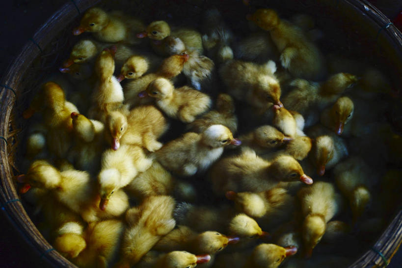 无人,横图,俯视,室内,纯洁,鸟,越南,亚洲,一群,许多,丰富,鸟类,鸭,鸭子,很多,串,小鸟,家禽,排列,动物,可爱,童年,童趣,摄影,东南亚,牲畜,水禽,脆弱,童真,烂漫,无邪,肌理,越南社会主义共和国,会安,印度支那,岘港,岘港市,天真,彩图,高角度拍摄,影棚拍摄,弱点