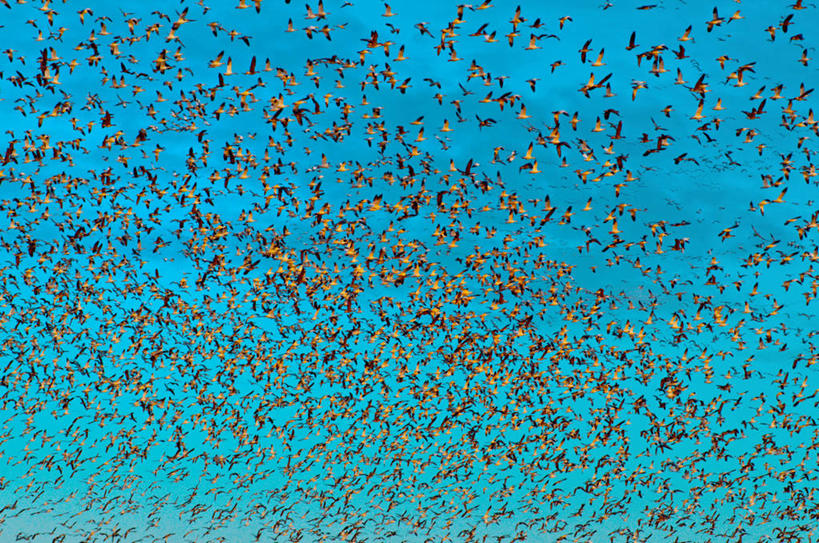 无人,横图,背景,美景,鹅,美国,一群,许多,丰富,鸟类,景观,很多,天空,自然,景色,摄影,北美,北美洲,加利福尼亚,自然风光,美洲,旧金山,加拿大黑雁,万里无云,北亚美利加洲,亚美利加洲,彩图,全画面,全框架,全帧,美利坚合众国,全画幅