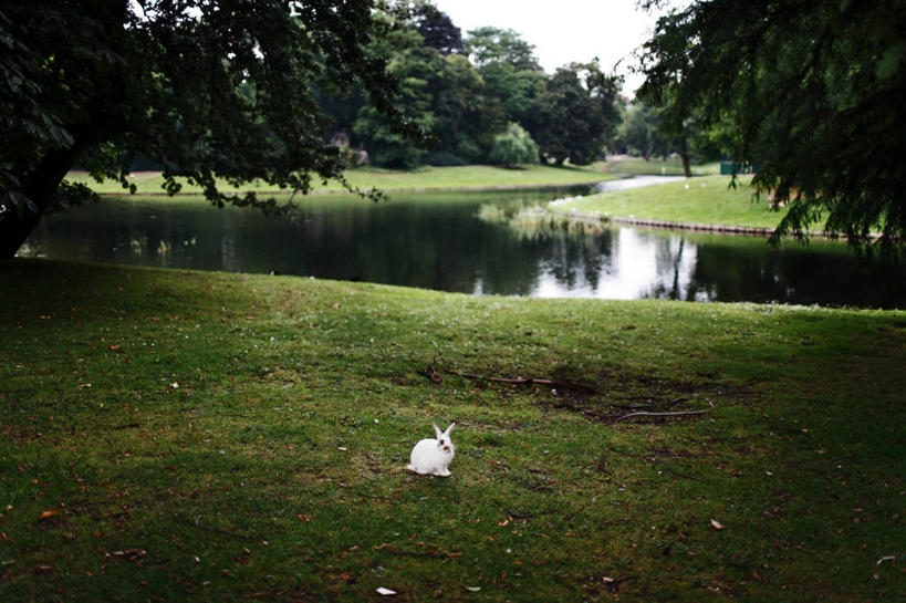 无人,公园,横图,室外,白天,寂寞,草坪,湖,比利时,地形,草,绿色,风景,摄影,家兔,彩图,流浪动物