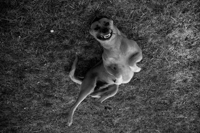 无人,躺,横图,黑白,室外,白天,宠物,狗,阿根廷,动物,家畜,南美,摄影,幽默,门多萨,门多萨省,仰卧,弱点