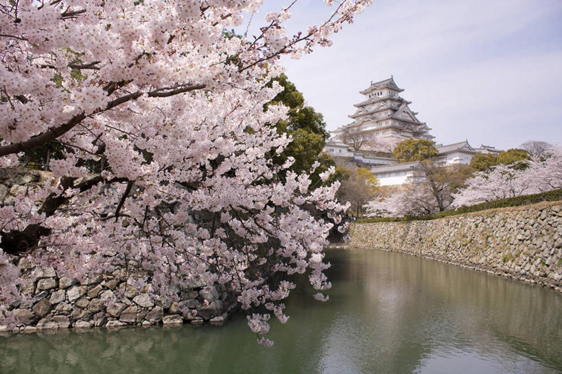 无人,横图,室外,白天,建筑,樱花,日本,亚洲,日本文化,反射,城堡,池塘,枝,历史,花朵,春天,摄影,宁静,东亚,东亚文化,本州,本州岛,日本国,近畿地方,近畿,兵库县,姬路,彩图,旅行