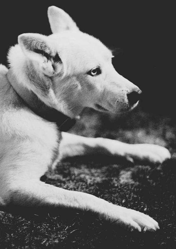 无人,竖图,黑白,室外,特写,白天,侧面,懒惰,宠物,狗,欧洲,白色,趴着,休息,放松,摄影,纯种犬