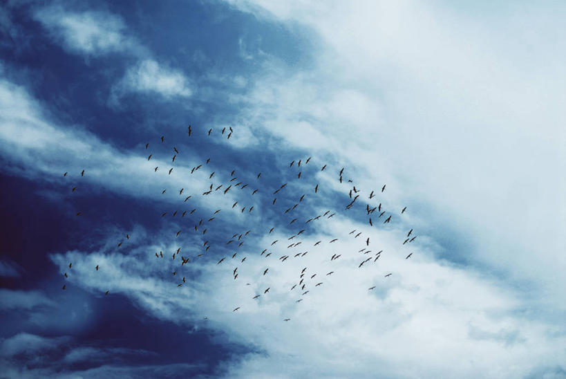 无人,横图,室外,白天,自由,野生动物,一群,许多,鸟类,云,很多,半空,飞,夏天,摄影,迁徙,鹳,彩图