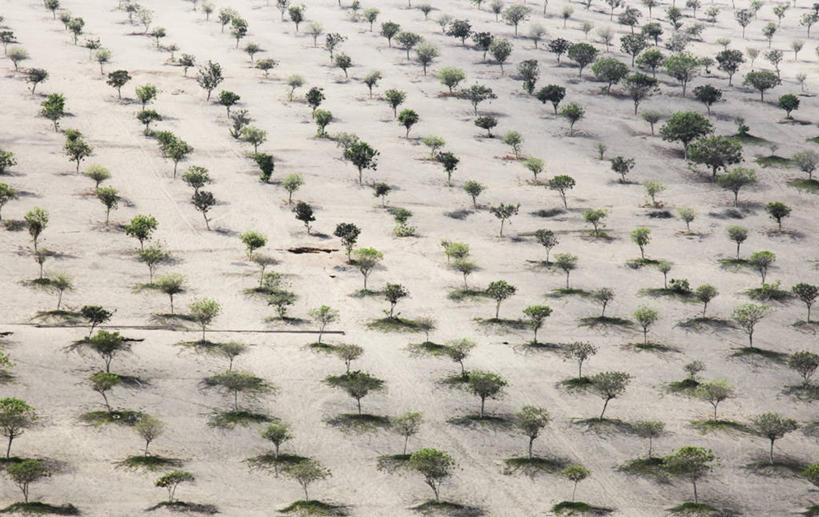 无人,横图,俯视,白天,农业,秘鲁,一排,整齐,排列,树苗,摄影,队列,式样,开端,彩图,高角度拍摄,全画面,全框架,全帧,全画幅