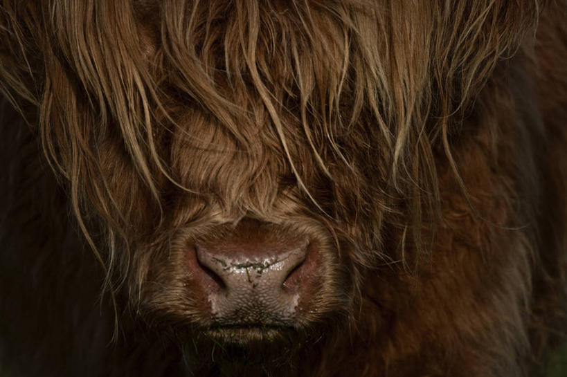 无人,横图,室内,特写,英国,黑色背景,褐色,摄影,牲畜,彩图,家牛