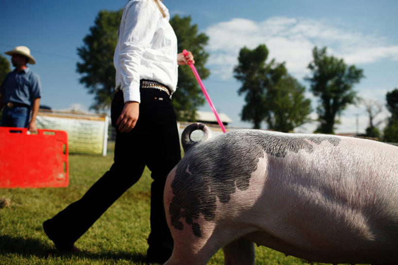 少年,一个人,横图,室外,白天,侧面,衬衫,竞争,草坪,美景,猪,美国,仅一个男性,仅一个年轻女性,仅一个女性,仅一个人,裤子,景观,树,仅一个年轻男性,自然,景色,摄影,展览,娱乐活动,自然风光,带领,狗链,男人,男性,年轻男性,年轻女性,女人,女性,步行,彩图