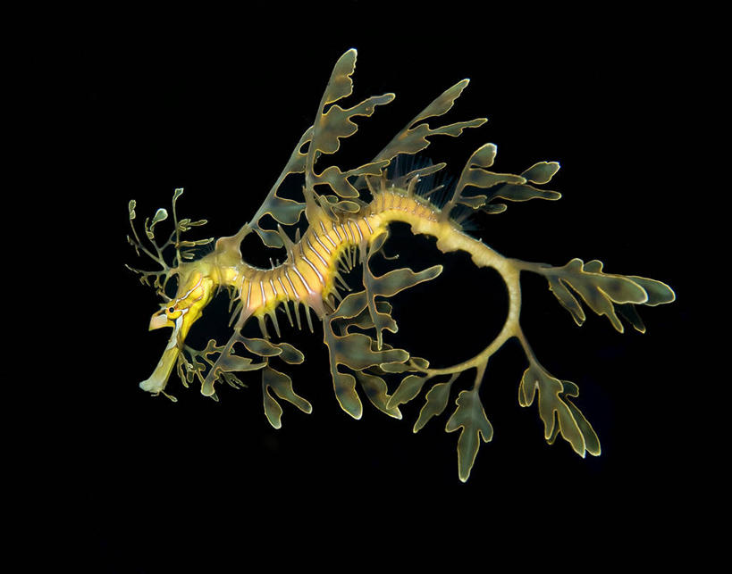 无人,横图,室外,侧面,美景,野生动物,澳大利亚,黑色背景,鱼,景观,鱼类,海洋生物,自然,景色,摄影,自然风光,水生动物,水生物,伪装,海底动物,南澳大利亚,海龙,叶海龙,藻龙,彩图,影棚拍摄,叶形海龙