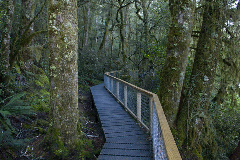 无人,横图,室外,白天,旅游,度假,新西兰,娱乐,树干,自然,享受,休闲,放松,摄影,木板路,人行桥,生态,热带气候,新西兰南岛,彩图,旅行,雨林