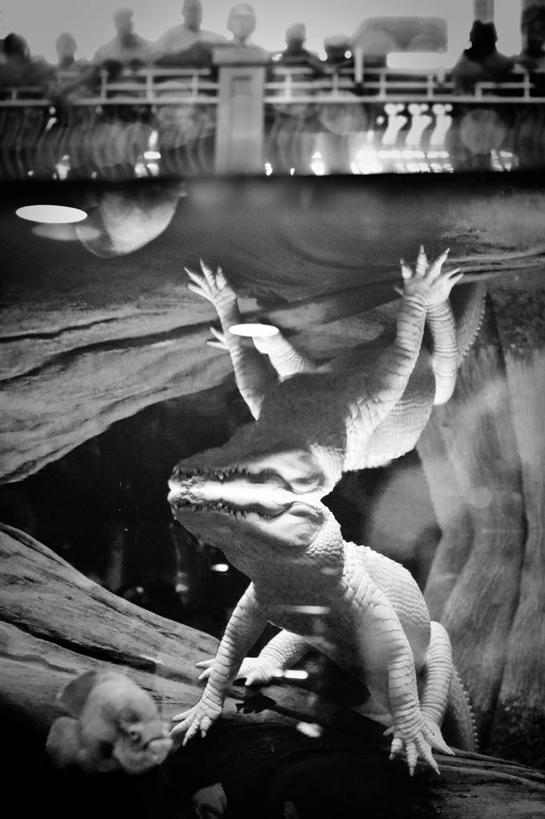 无人,站,竖图,黑白,室内,正面,鳄鱼,野生动物,美国,反射,爬行动物,动物,摄影,凶猛,短吻鳄,旧金山,密河鳄,残暴,凶残