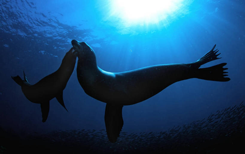 无人,横图,室外,白天,水下,太阳,日光,墨西哥,动物,摄影,宁静,拉丁美洲,剪影,拉巴斯,加州海狮,彩图