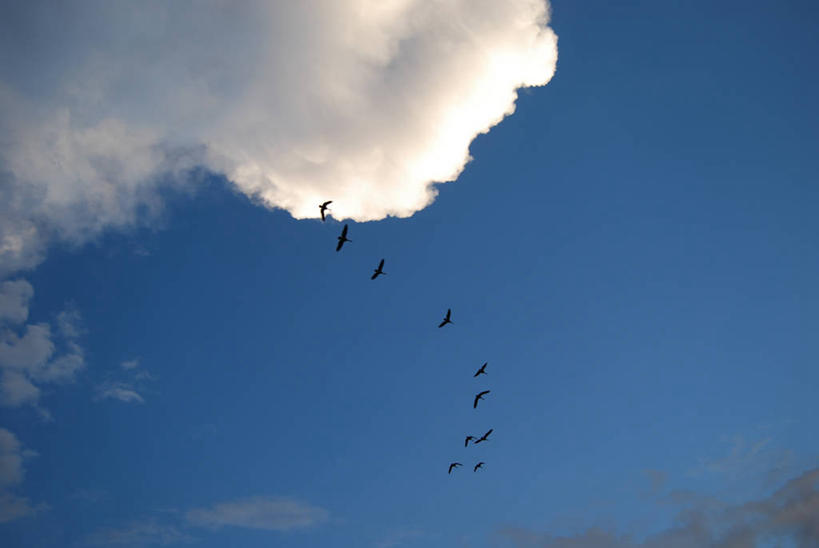 无人,横图,室外,白天,仰视,自由,野生动物,美国,一群,许多,鸟类,很多,半空,飞,自然,夏天,摄影,丹佛,彩图,低角度拍摄