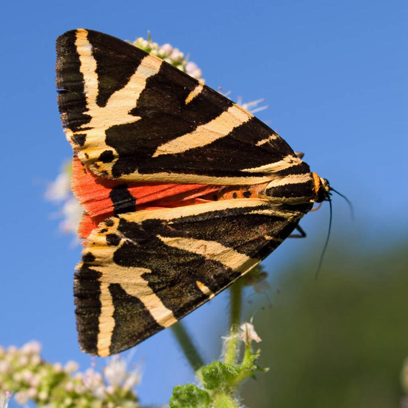 无人,方图,室外,白天,美景,植物,野生动物,法国,景观,薄荷叶,自然,景色,摄影,自然风光,式样,利穆赞,彩图