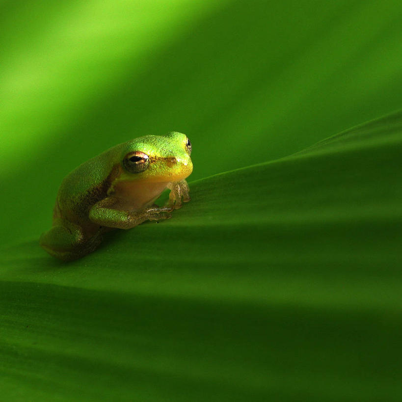 无人,方图,室外,特写,白天,懒惰,野生动物,叶子,美国,绿色,自然,摄影,脆弱,伪装,绿树蛙,彩图