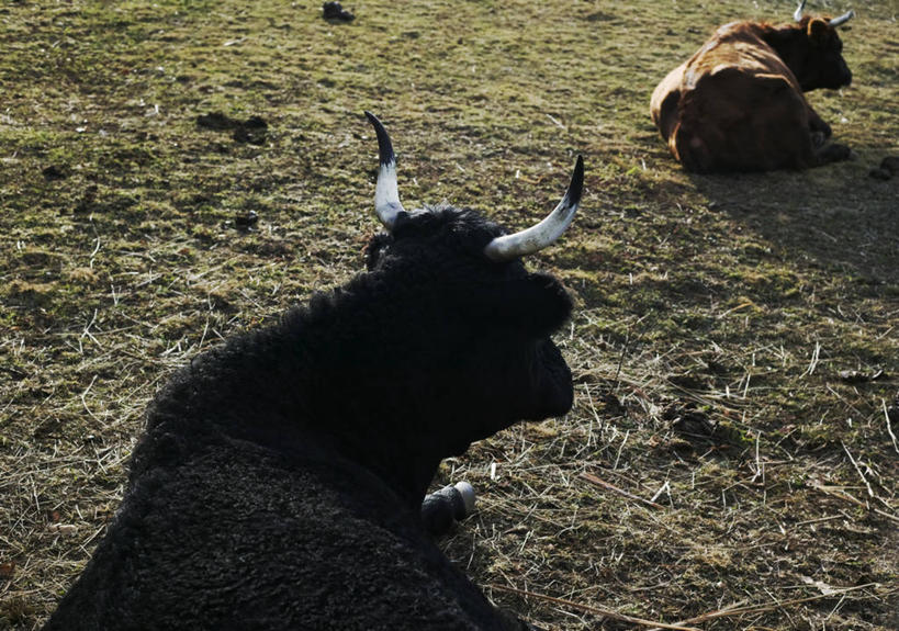 横图,室外,白天,牧场,美国,草,背面,动物,两只,摄影,彩图,文学硕士