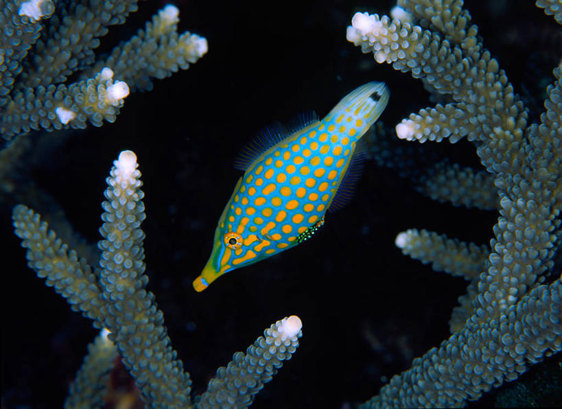 无人,横图,室外,水下,海洋,美景,印度尼西亚,发光,珊瑚,斑点,景观,自然,景色,摄影,北苏拉威西,自然风光,暗礁,彩图,尖吻鲀